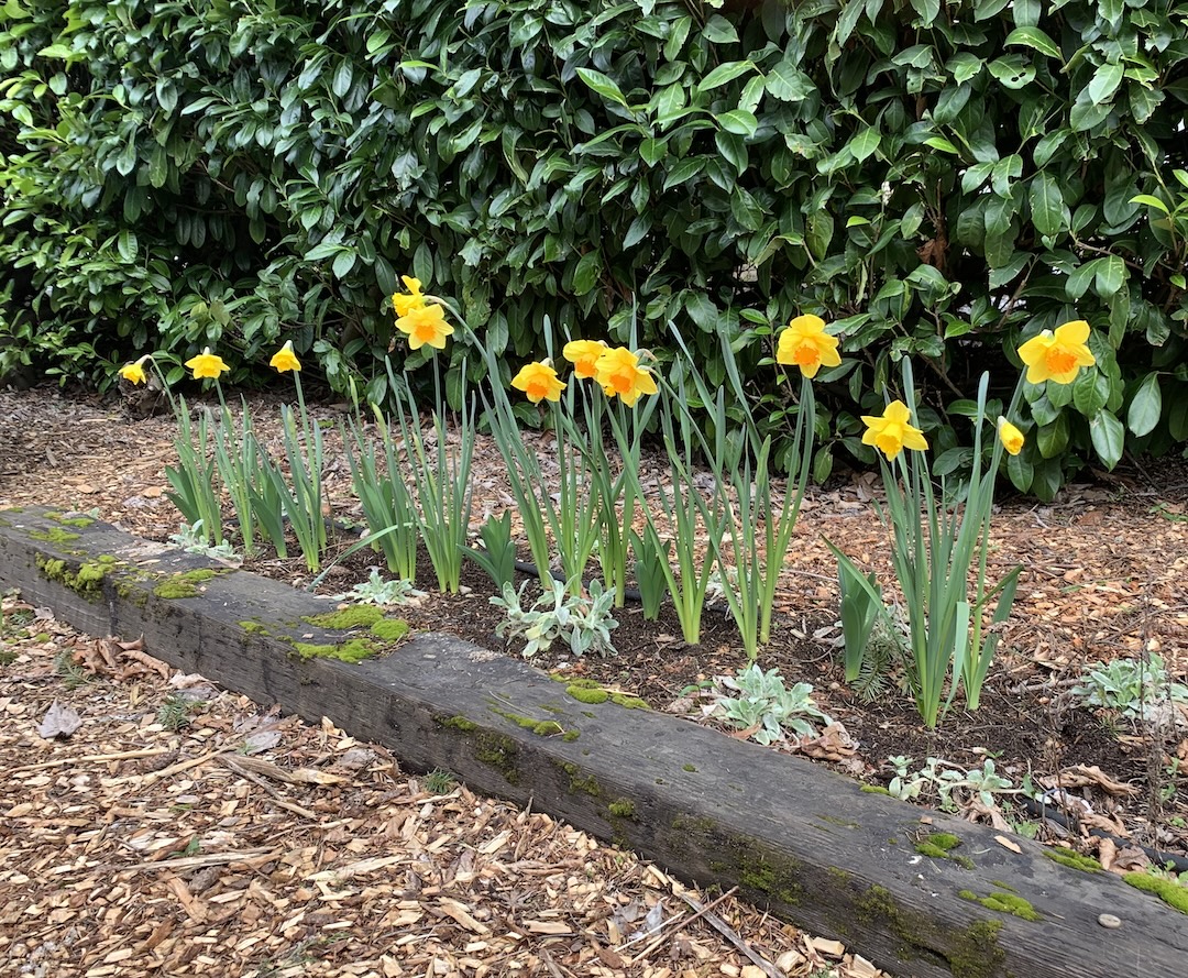 Row of daffodils blooming in spring